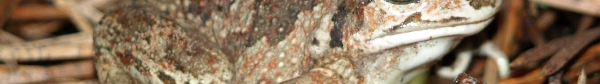 Loegfro Martinhesselsøe Beskåret